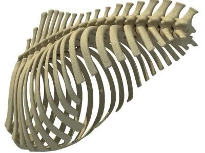 3D Animal Rib Cage 91 3D model