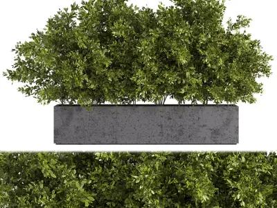 Outdoor Plants Tree in Concrete Box 02 3D model