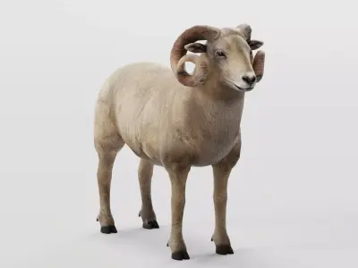 Desert Bighorn Sheep Low-poly 3D model