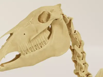 Horse Skeleton Accurate Anatomy 3D model