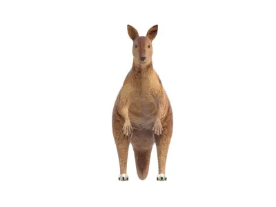 Kangaroo Low Poly Australian Animal 3D model
