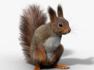 RedSquirrel Winter Animated VFX Grace 3D model
