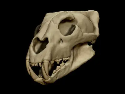 Lion Skull 3D model