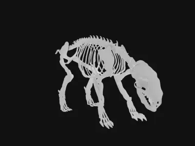 Badger skeleton 3D model