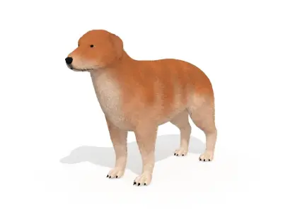 Labrador Dog Animal Pet 3D model