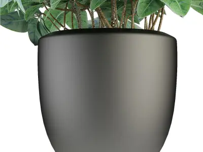 Plant in Pot Flowerpot Exotic Plant 3D model 4