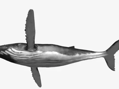 Humpback whale Low-poly 3D model