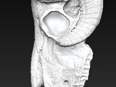 Ram skull 3D print model