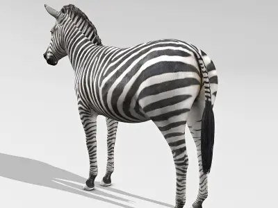Zebra 3D model