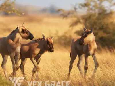 Baby Wildebeest Animated VFX Grace 3D model