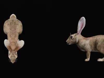 European Brown Hare Low-poly 3D model