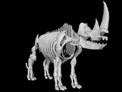 Rhino skeleton Low-poly 3D model