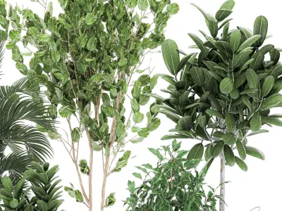 Decorative  trees for the interior in basket 560 3D model