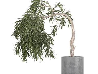 Decorative olive tree in a black flowerpots 734 3D model