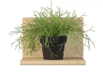 Rhipsalis baccifera 01 3D model