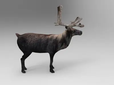 Black Reindeer Rigged  Low-poly 3D model