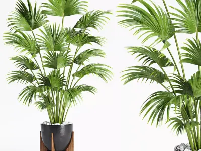 Indoor Plants 21-Chinese fan palm 3D model
