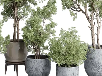 Trees in an old concrete vase outdoor plant set 148 Low-poly 3D model