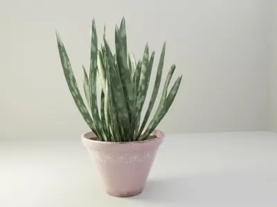 ALOE VERA PLANT Free low-poly 3D model