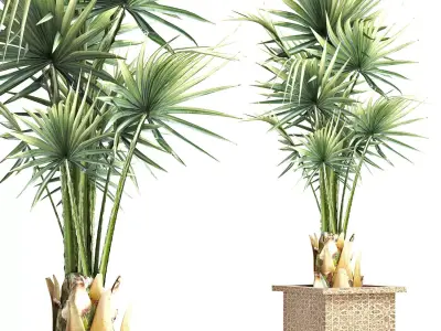 Plants Collection 168 Arabian Sabal Minor 3D model
