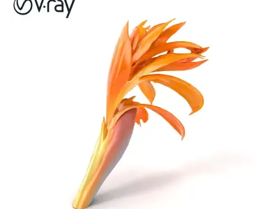 Alpine Strelitzia Elegant Flower Model Pack Low-poly 3D model