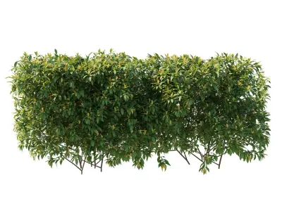 Pieris Floribunda bush 03 3D model