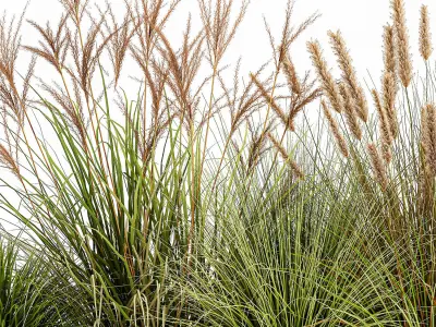 Potted reeds for landscaping 1074 3D model