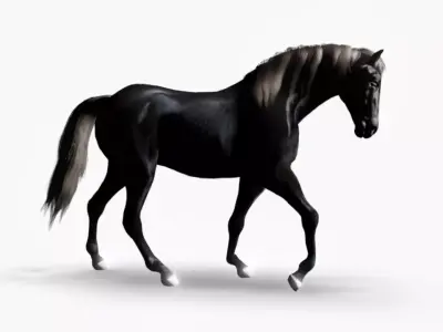 Realistic Black Horse 3D Model Low-poly 3D model