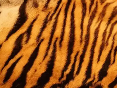 Tiger Skin Texture Pack  5 Variations  4K PBR Free 3D model