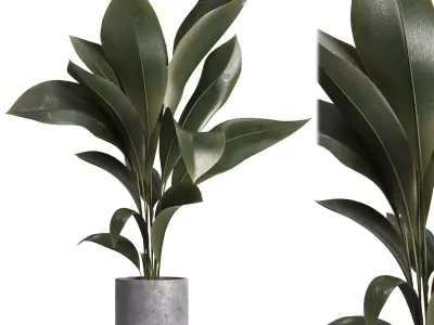 indoor plant 029 3D model