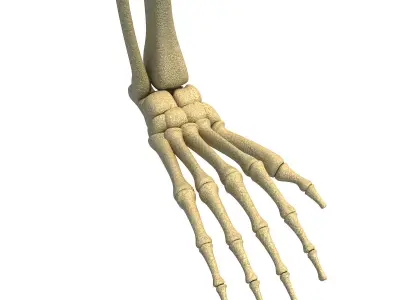 Animal Skeletal Femur 3D model