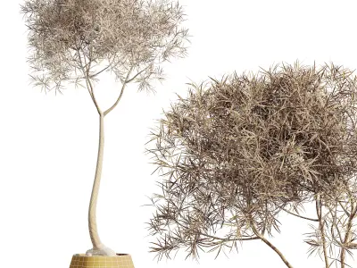 AV HousePlants Japandi Minimalism Ficus Dracaena Marginata27 3D model