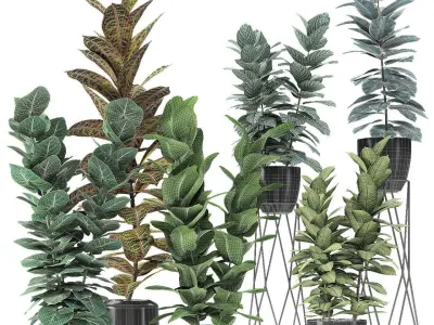 Collection Plant in Pot Flowerpot Exotic Plant 01 3D model