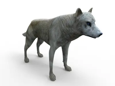 3d White Wolf rigged and animated  Low-poly 3D model