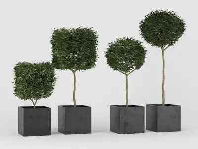 Plants Box 3D model