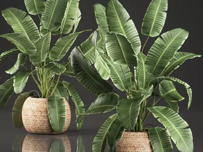 Decorative banana palms in a basket for the interior 589 3D model