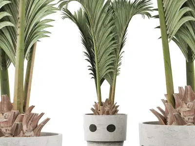 Plants Collection 130 Palm for pool 3D model