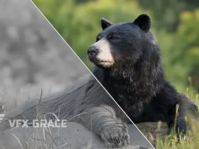 American Black Bear Animated VFX Grace 3D model