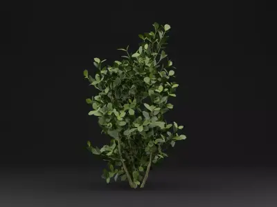 Buxus Sempervirens Shrub Plant 3D model