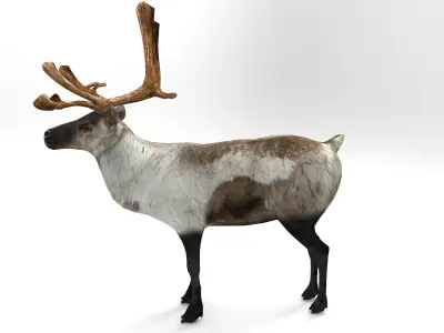 Snow Reindeer Animated Rigged Model 3D Model Low-poly 3D model