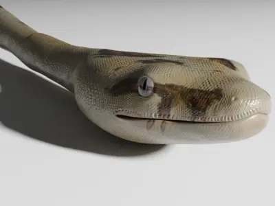 Boa Constrictor Snake Python Low-poly 3D model