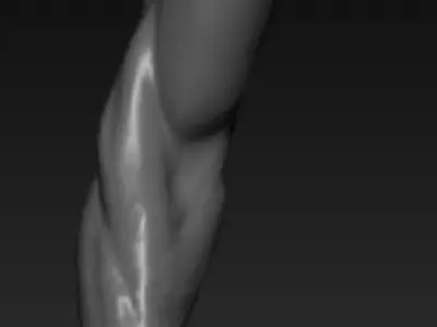 arm anatomy study  Free 3D model