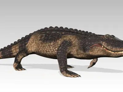 Alligator Animated Low-poly 3D model