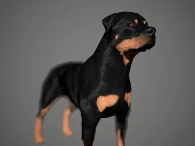 Rottweiler Real-Time Low-poly 3D model