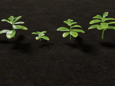 Ground Plants sedum confusum clovers Free low-poly 3D model