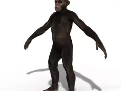 Ape Chimp Chimpanzee 3D model 3D model