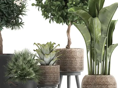 Set of plants in pots banana lemon tree 1107 3D model