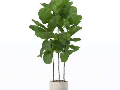 Ficus lyrata in modern flower pot 3D model