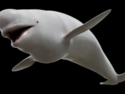 White whale beluga Low-poly 3D model