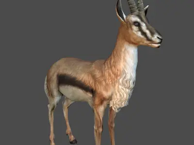 antelope goat caprine sheep lamb deer animation Low-poly 3D model